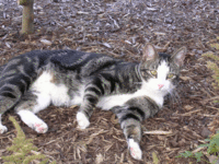 cat.gif