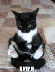 HMPH cat.jpg