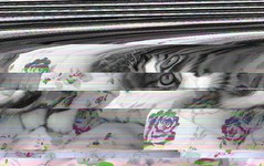 glitchcat1.jpg