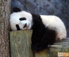 panda.jpg