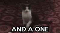 cat22.gif