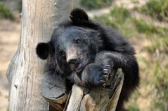 black-bears.jpg