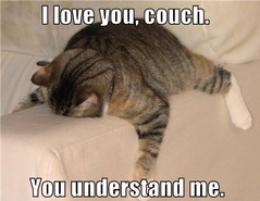 cat couch.jpg