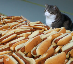 cat dogs.png