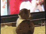 1310674340117.gif