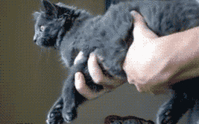 34568.gif
