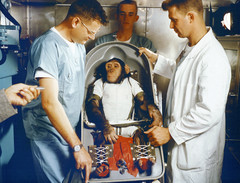 Ham is informed he must go to space before he gets any more banana dru
