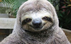 happy-sloth-647x400.jpg
