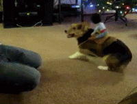 9hfdh.gif 9hfdh.gif