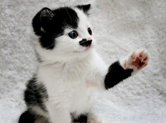kitler.jpeg