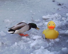 kevin-with-other-ducks1.jpg