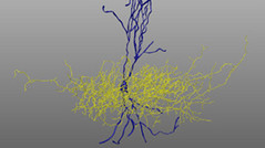 neurons aut.jpg