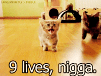 9livesnigga.gif