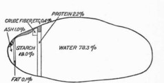Composition-of-the-potato.jpg Composition-of-the-potato.jpg