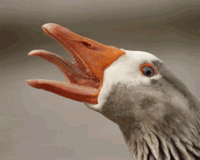 1373714019105.gif