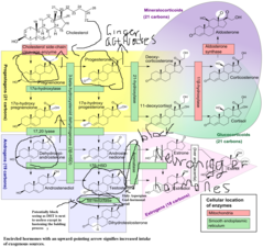 Autphags Steroidogenesis.png Autphags Steroidogenesis.png