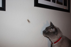 House_centipede_house_cat.jpg House_centipede_house_cat.jpg