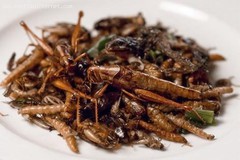 Fried locust.jpg