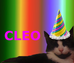 HURRDURRCAT.JPG