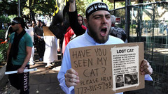 lost cat.jpg lost cat.jpg