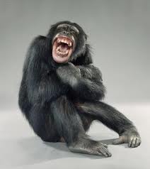 monkey.jpg