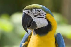 parrot.jpg