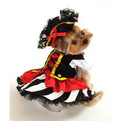 dog dressed as girl pirate.jpg