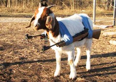goat.jpg