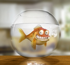 Klaus_the_German_Goldfish.jpg