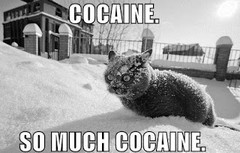 cocaine-cat-snow-much-eyes-1291859099d_large.jpg