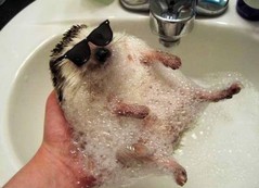 hedgehog.jpg