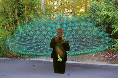 negi peacock.jpg