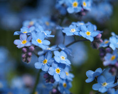 Forget-me-not.jpg