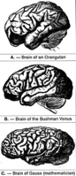 brain comparison orangtun vs negroid vs guass.gif