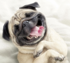 autpug.PNG autpug.PNG