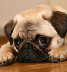 pug91.jpg
