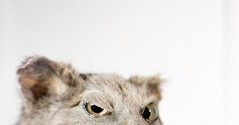 5277500250_peeking365432.jpg