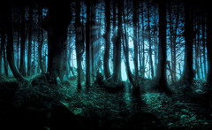 eerie-forest2.jpg