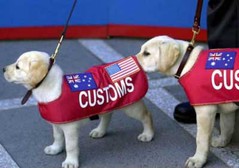 dog_2.jpg