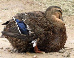 fat-duck.jpg