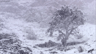 Snow falling gif.gif