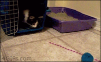 TK6t9xi.gif