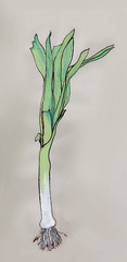 03-16-30_leek-by-patricia-lowry_original.jpg 03-16-30_leek-by-patricia-lowry_original.jpg
