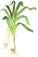 leek.jpg leek.jpg