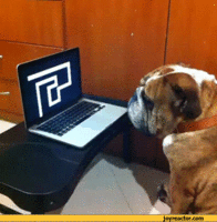 tmp_dog-laptop-scary-reaction-913828-647171227.gif