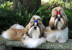 ShihTzuPurebredDogsTianMisOverTheTopJohnJAMCHTianMisIsadorableIzzy.jpg ShihTzuPurebredDogsTianMisOverTheTopJohnJAMCHTianMisIsadorableIzzy.jpg