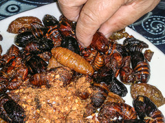 eating bugs.jpg