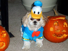 ducky halloween doggy.jpg