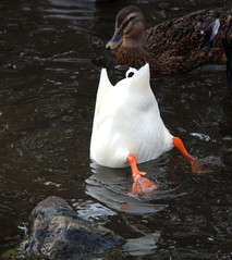 duck-butt.jpg