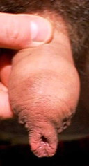 foreskin.jpg